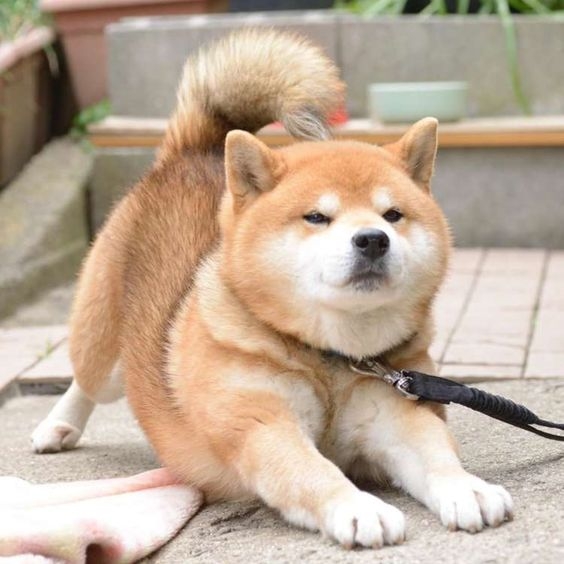 2、 狗——象徵忠誠＆奉獻