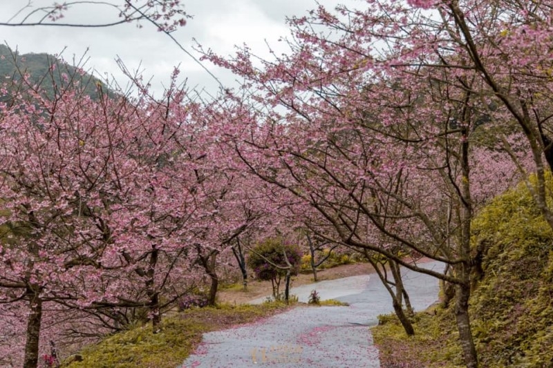 台灣北部櫻花景點5：新北三峽大熊櫻花林