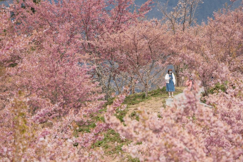 台灣中部櫻花景點： 台中福壽山農場