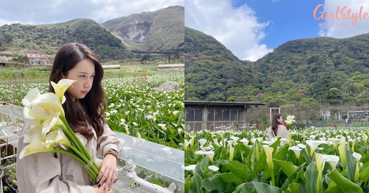 陽明山海芋推薦拍照景點2:財福海芋園