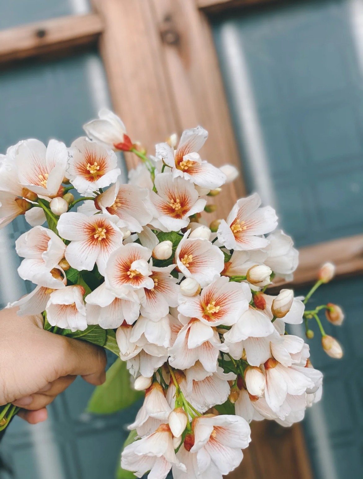 2023苗栗桐花祭：桐花小旅行