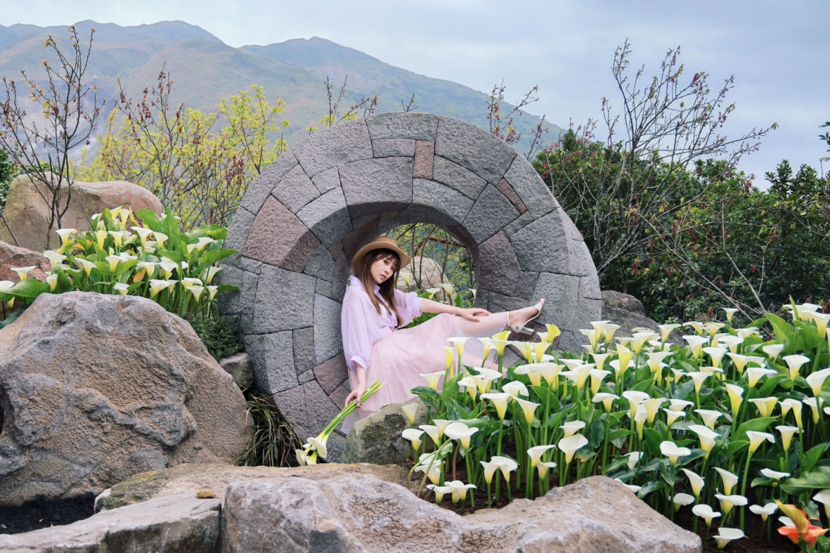 陽明山海芋推薦拍照景點5:大賞園繡球海芋田