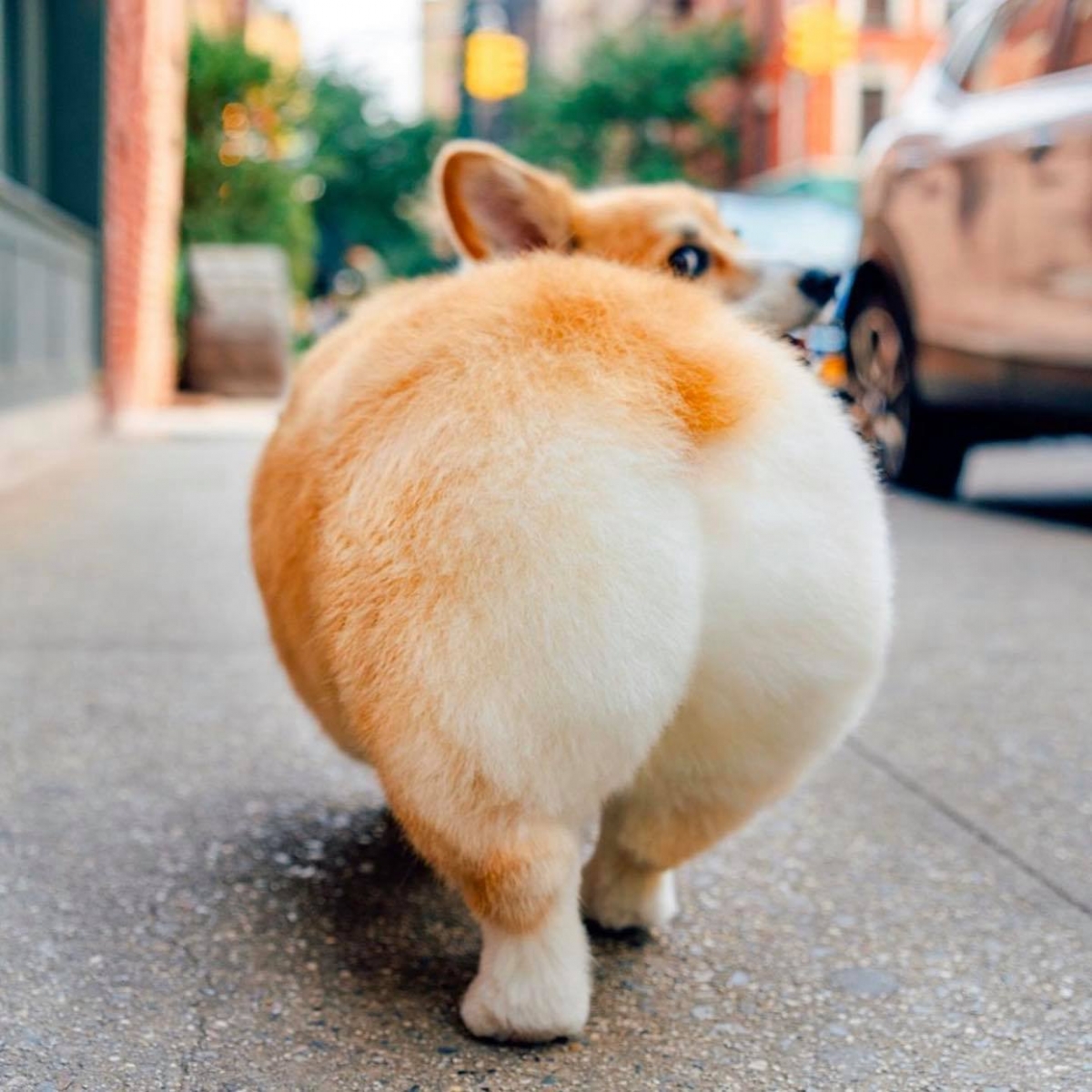 柯基狗狗的屁股非常蓬鬆，看起來就像是一個超級可愛的蜜桃！