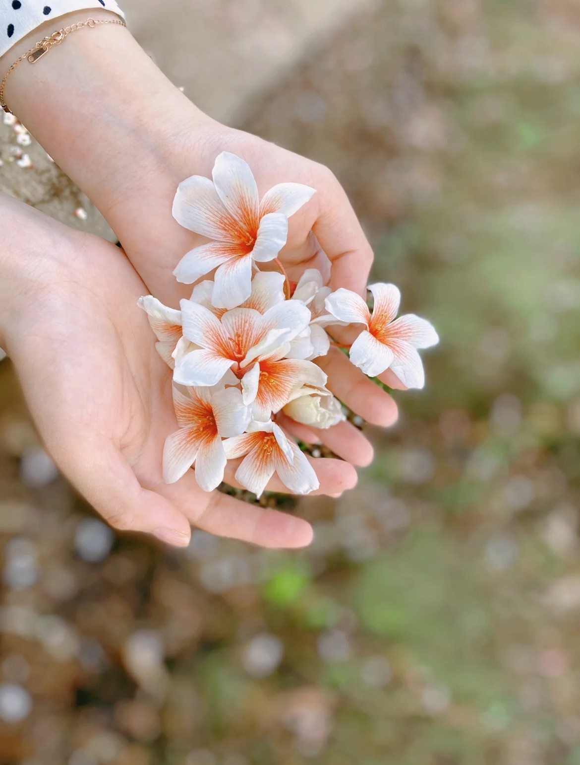 2023苗栗桐花祭：交通資訊