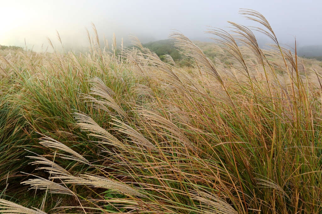 #陽明山花季10月、11月:芒花