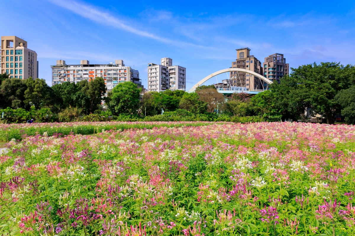 古亭河濱公園醉蝶花海