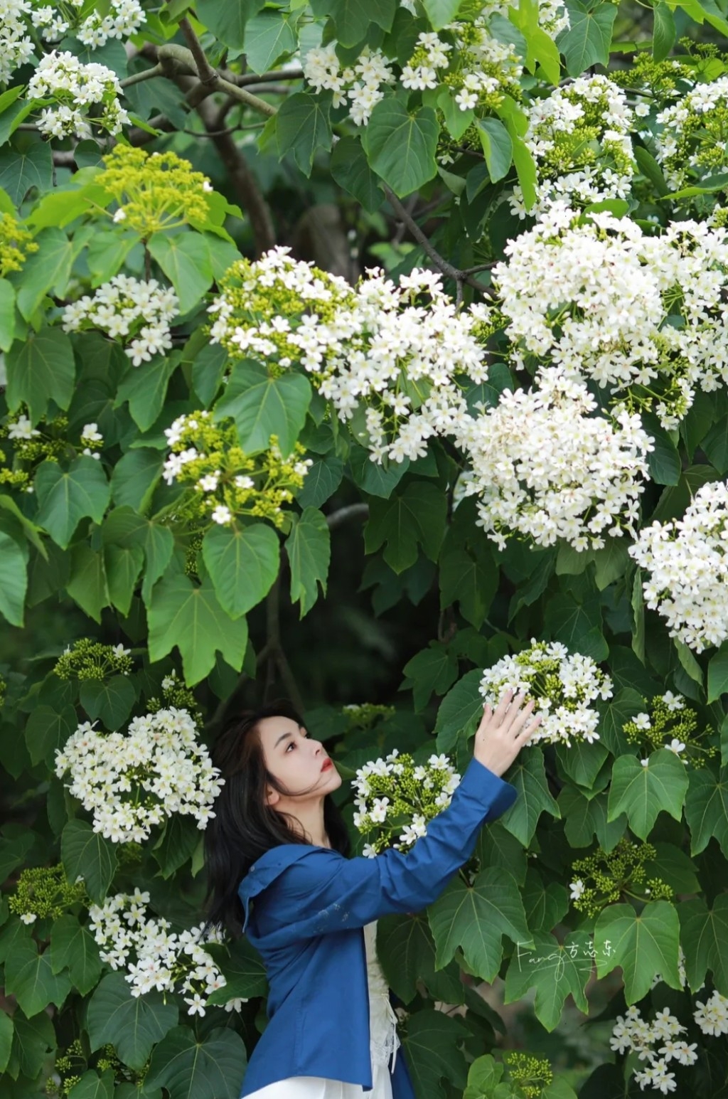 2023苗栗桐花祭：112年好客桐樂半日遊