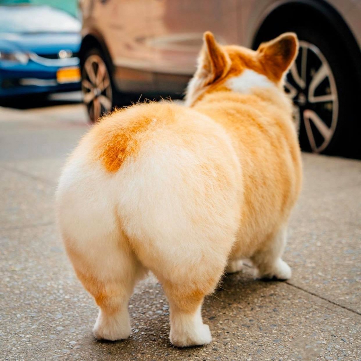 IG@madmax_fluffyroad