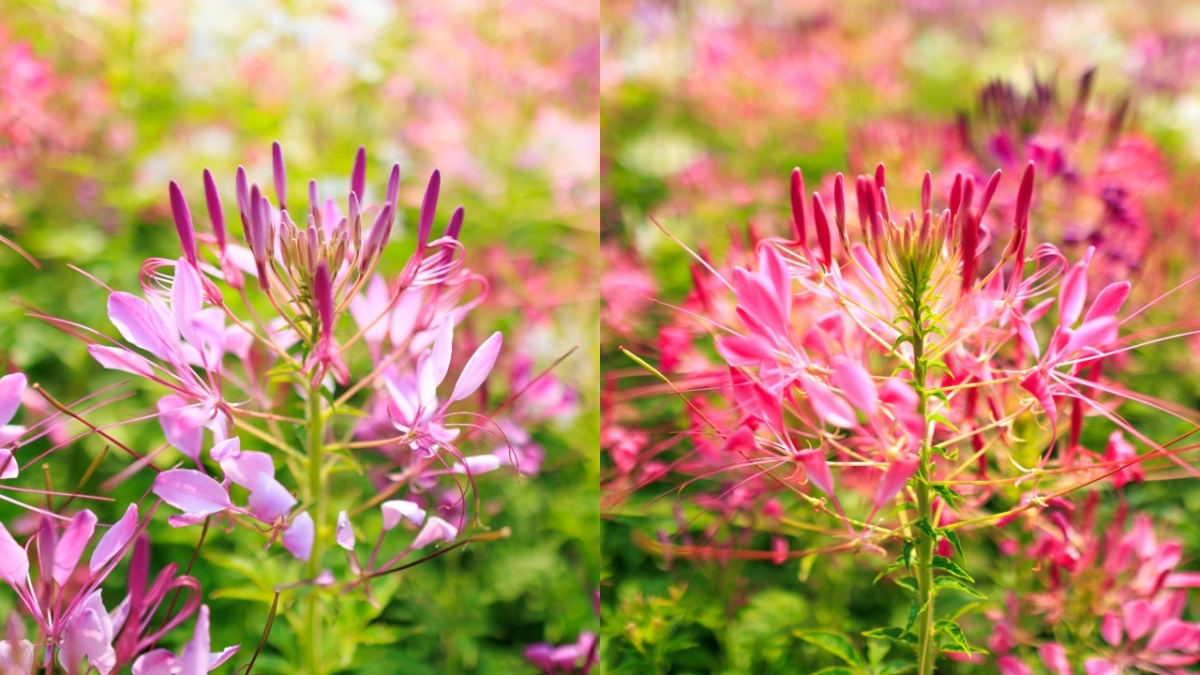 古亭河濱公園醉蝶花海