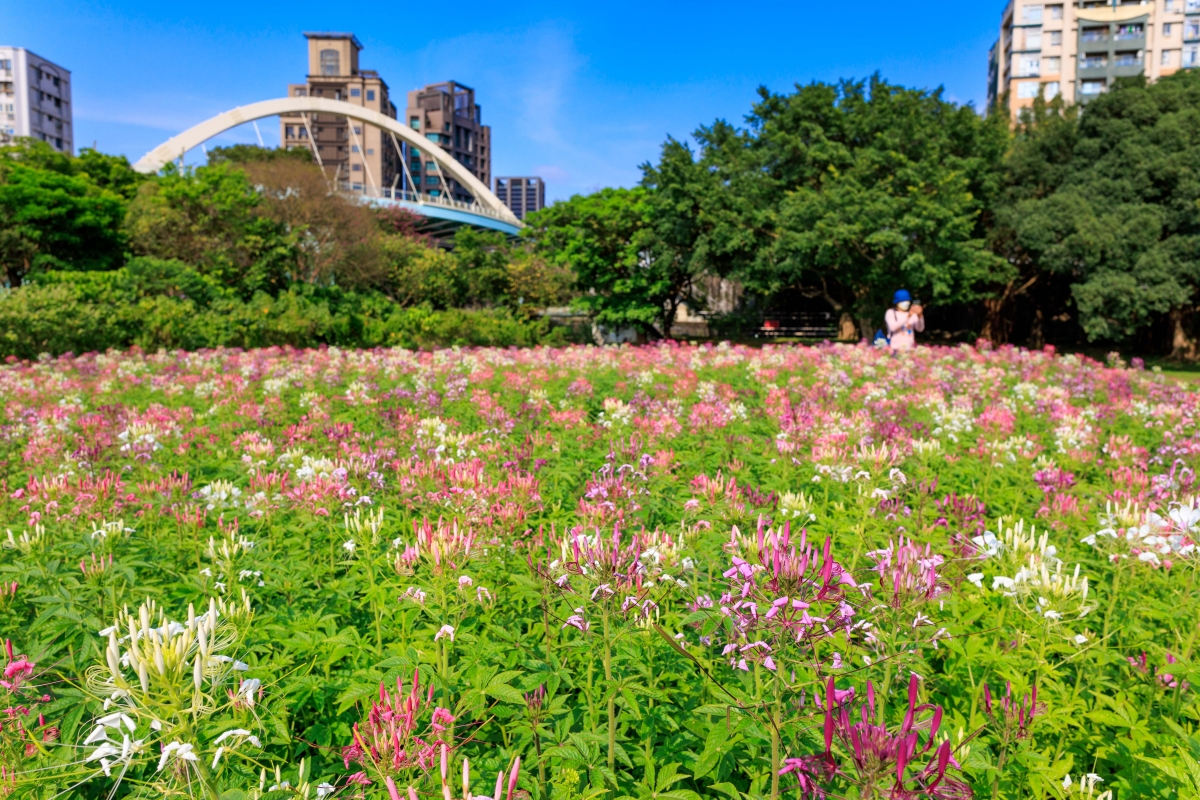古亭河濱公園醉蝶花海