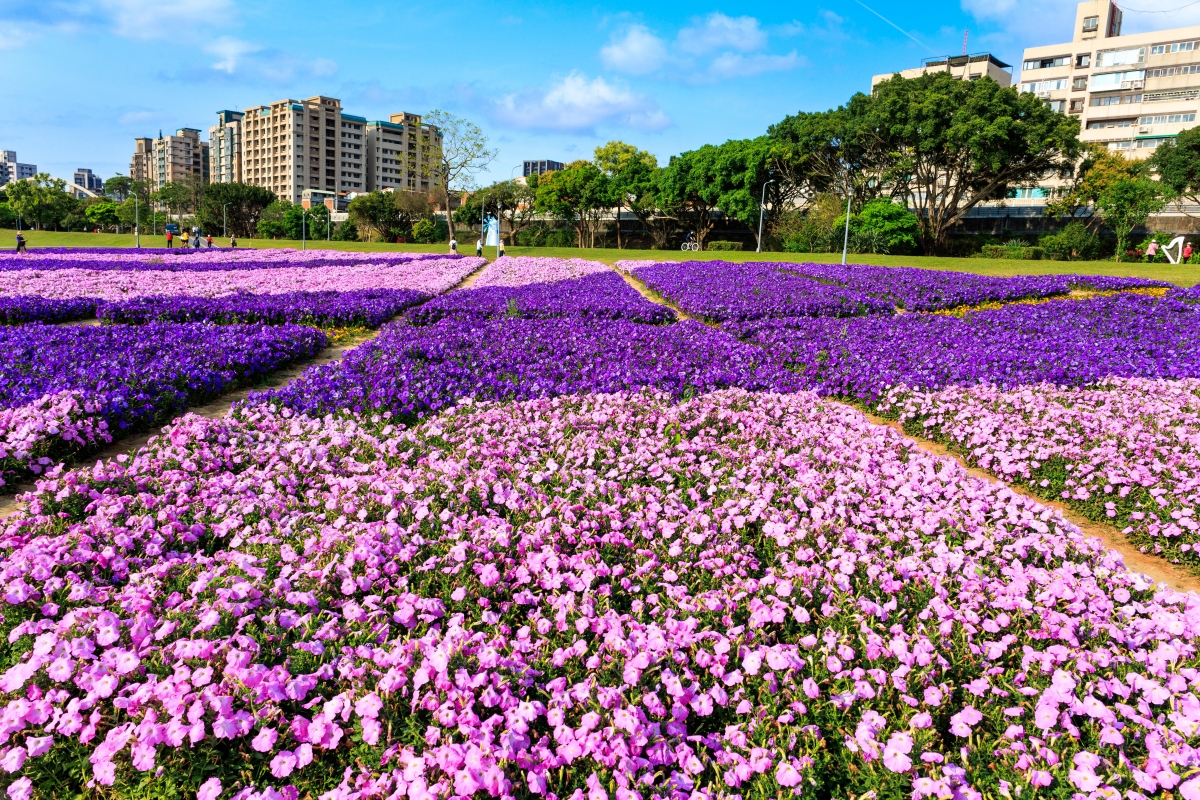 古亭河濱公園矮牽牛花海