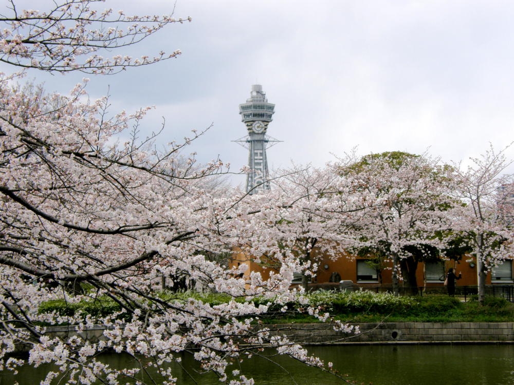 天王寺公園櫻花可以拍到通天閣