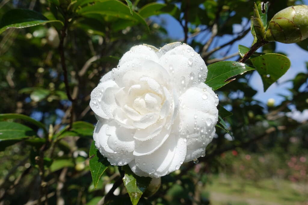 陽明山花季1月:茶花、寒櫻