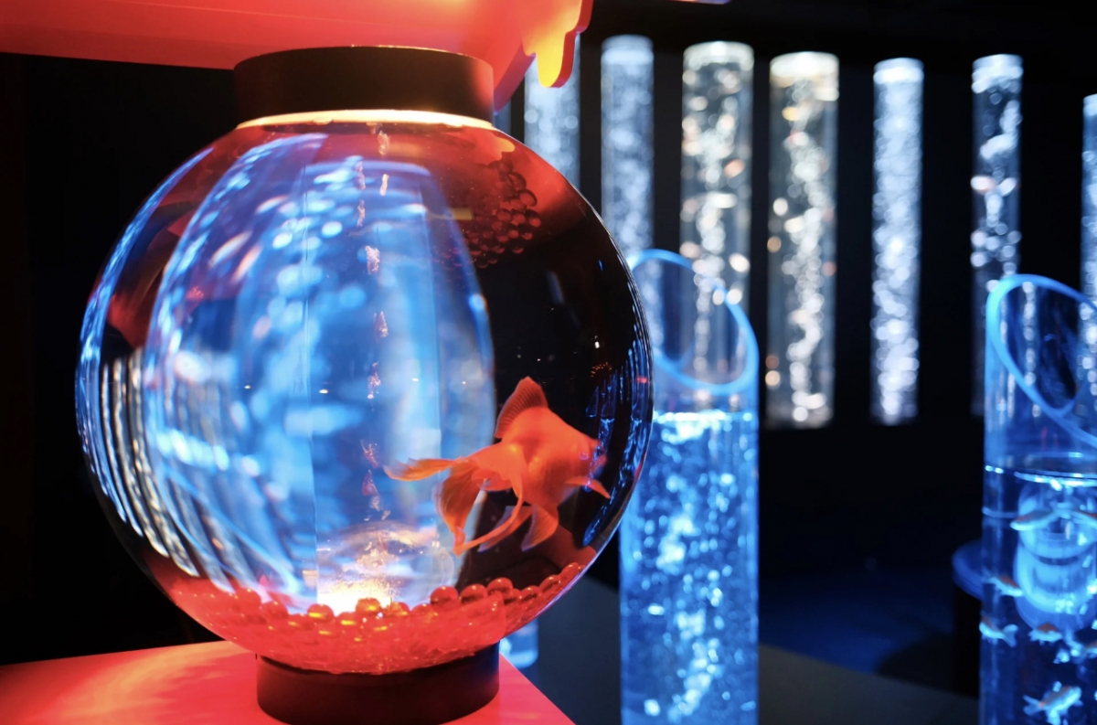 Art Aquarium「めっちゃ桜 ~SAKURA Special~」