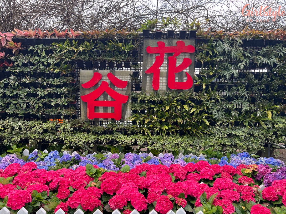 陽明山海芋推薦拍照景點1:花谷海芋園