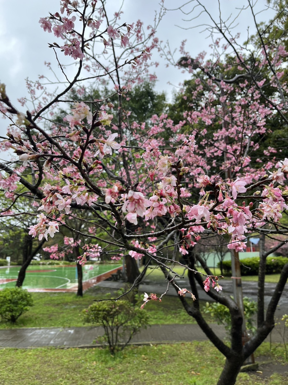 你也搞不清楚要如何拍出好看的花景嗎?