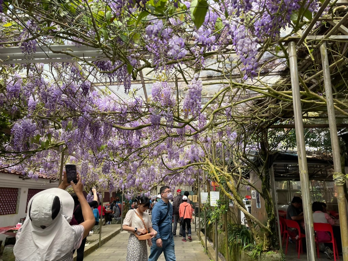 紫藤花頂湖小鎮