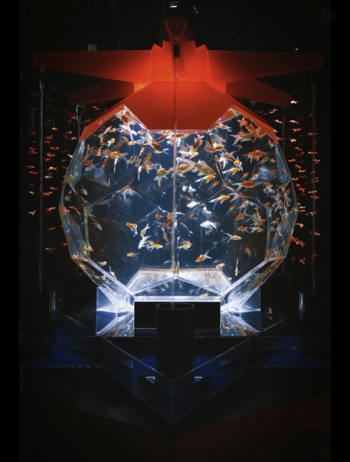 Art Aquarium「めっちゃ桜 ~SAKURA Special~」