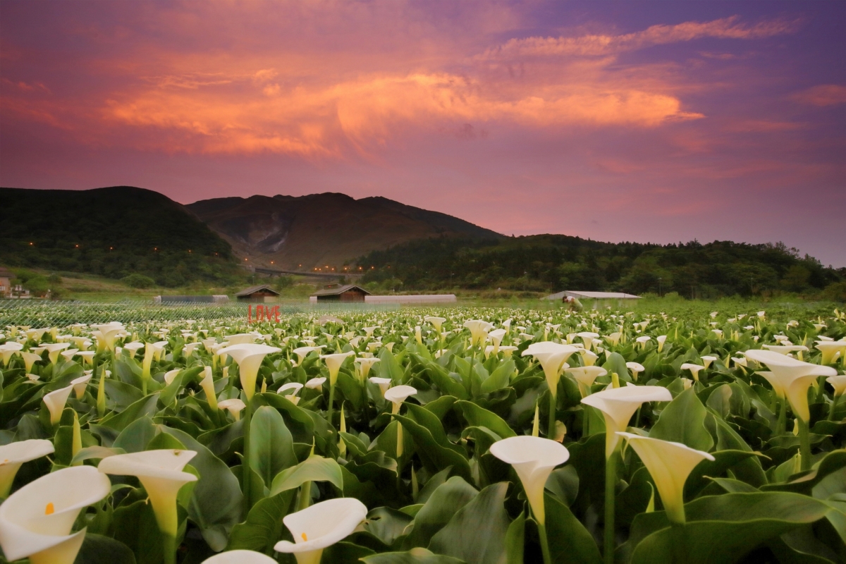 陽明山花季3月:竹子湖海芋