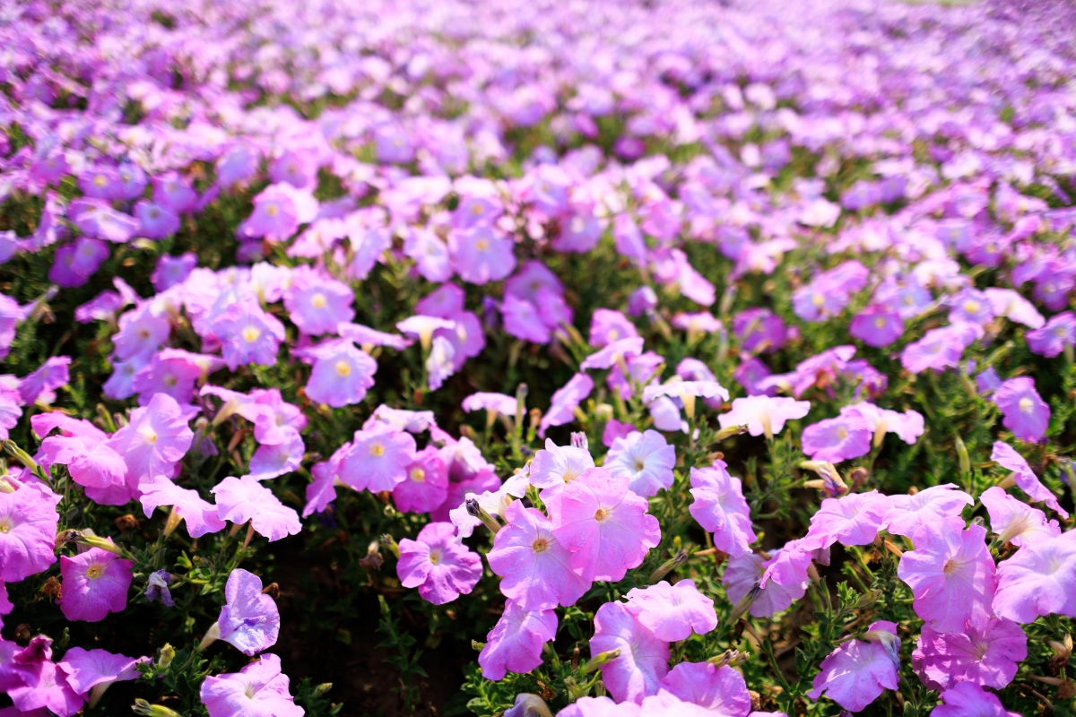 古亭河濱公園矮牽牛花海