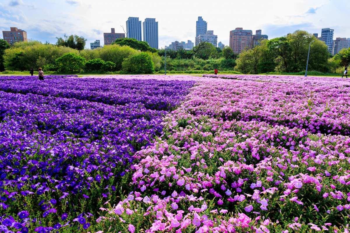 古亭河濱公園矮牽牛花海