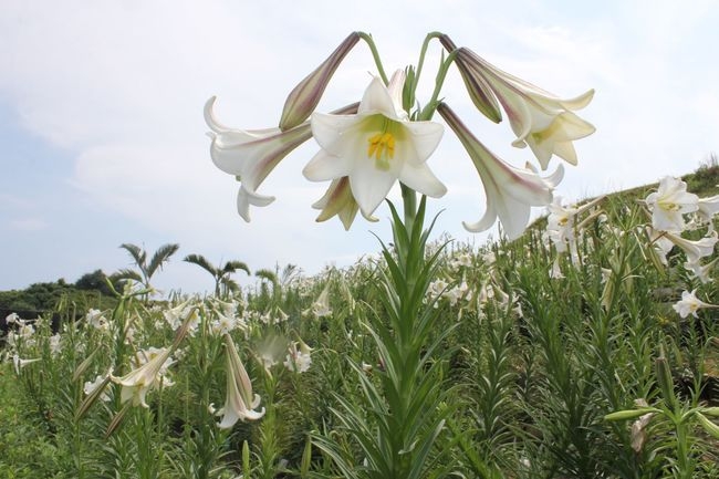 陽明山花季6月、7月:百合花、金針花