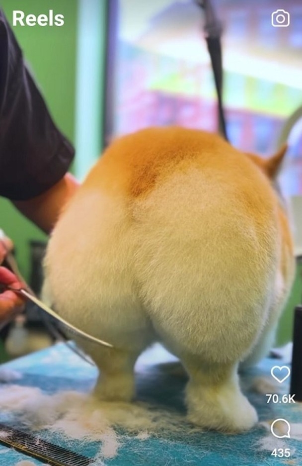 如果你希望擁有一個蓬鬆可愛的蜜桃臀柯基狗狗，請務必定期為他們修剪和清潔屁股上的毛髮