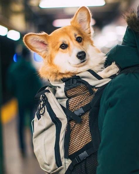 Madmax總是乖乖地跳進主人的背包裡，陪他上下班