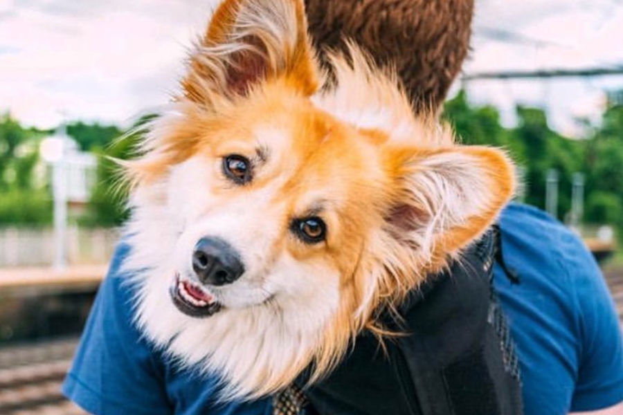 Madmax在IG上擁有超過96.2萬粉絲追蹤