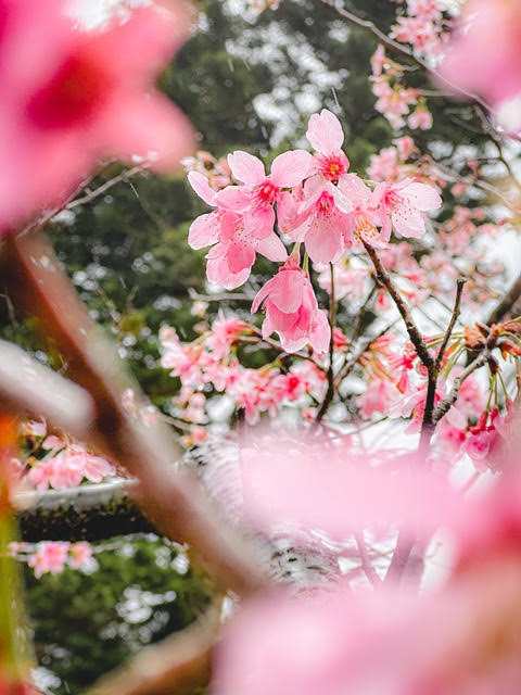無論是整區綻放的櫻花，甚至是路邊偶遇的單棵櫻花樹，這樣的拍攝方法「見樹即見林」都能給人櫻花盛開的美好想像