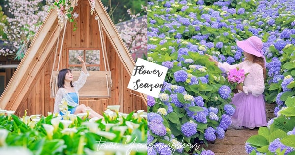 【2023陽明山花季攻略】櫻花結束緊接「竹子湖海芋、繡球花」♡賞花時間、景點、交通資訊懶人包！