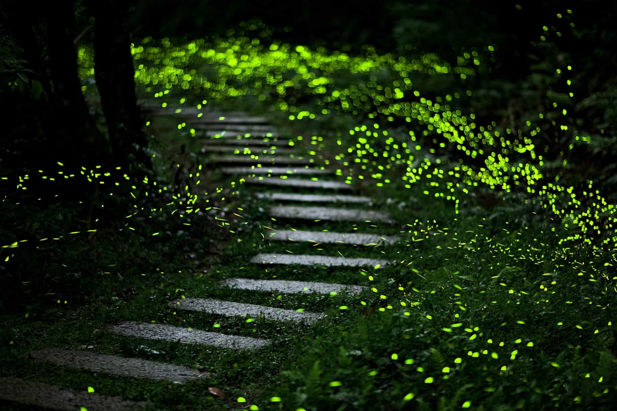 碧潭賞螢火蟲
