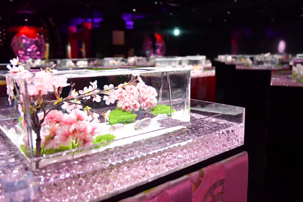 Art Aquarium「めっちゃ桜 ~SAKURA Special~」