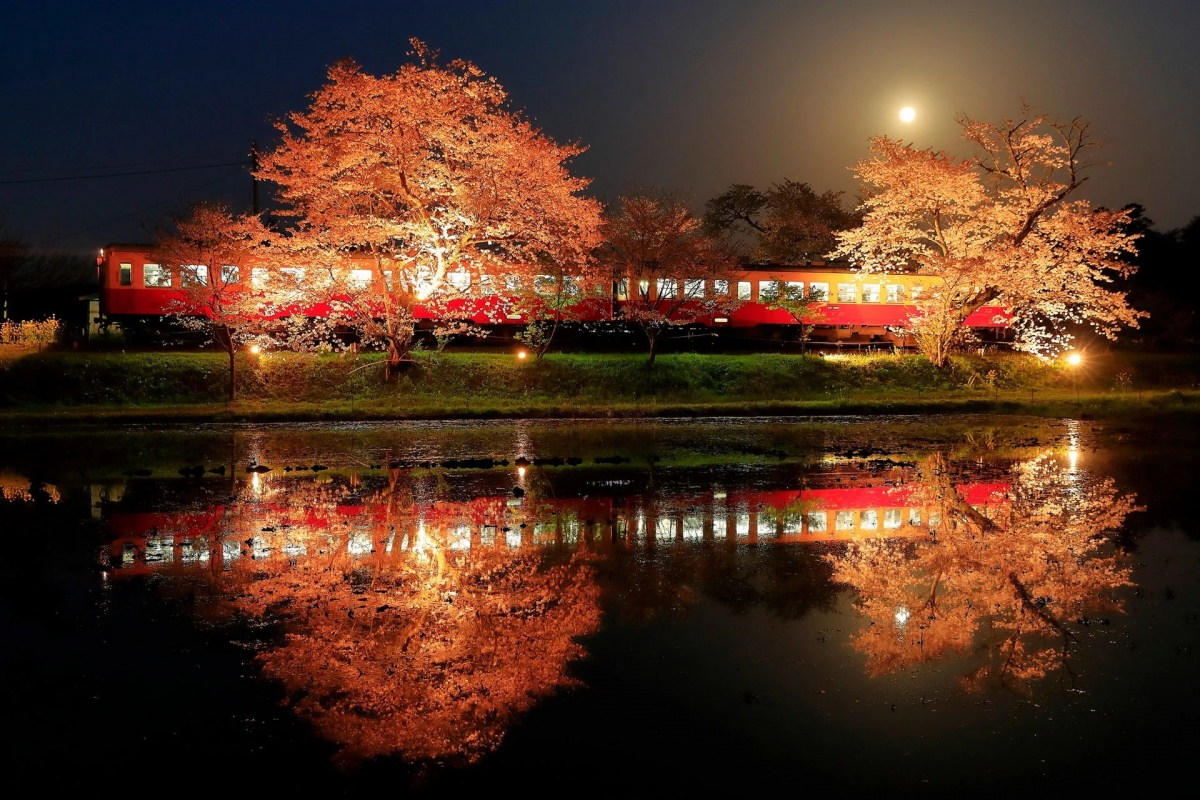 嵐電北野線鳴瀧站和宇多野站之間的「櫻花隧道」