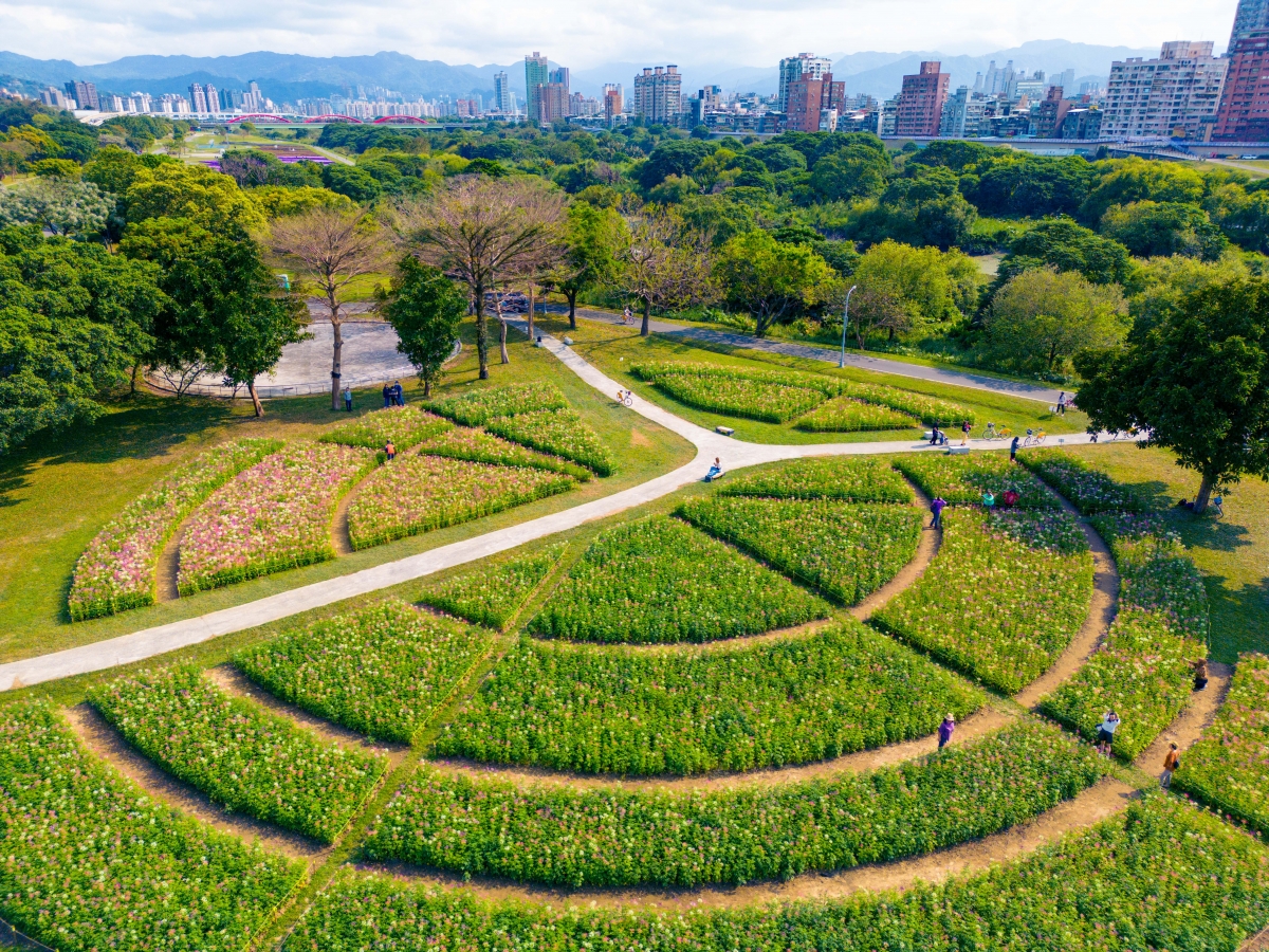 古亭河濱公園醉蝶花海