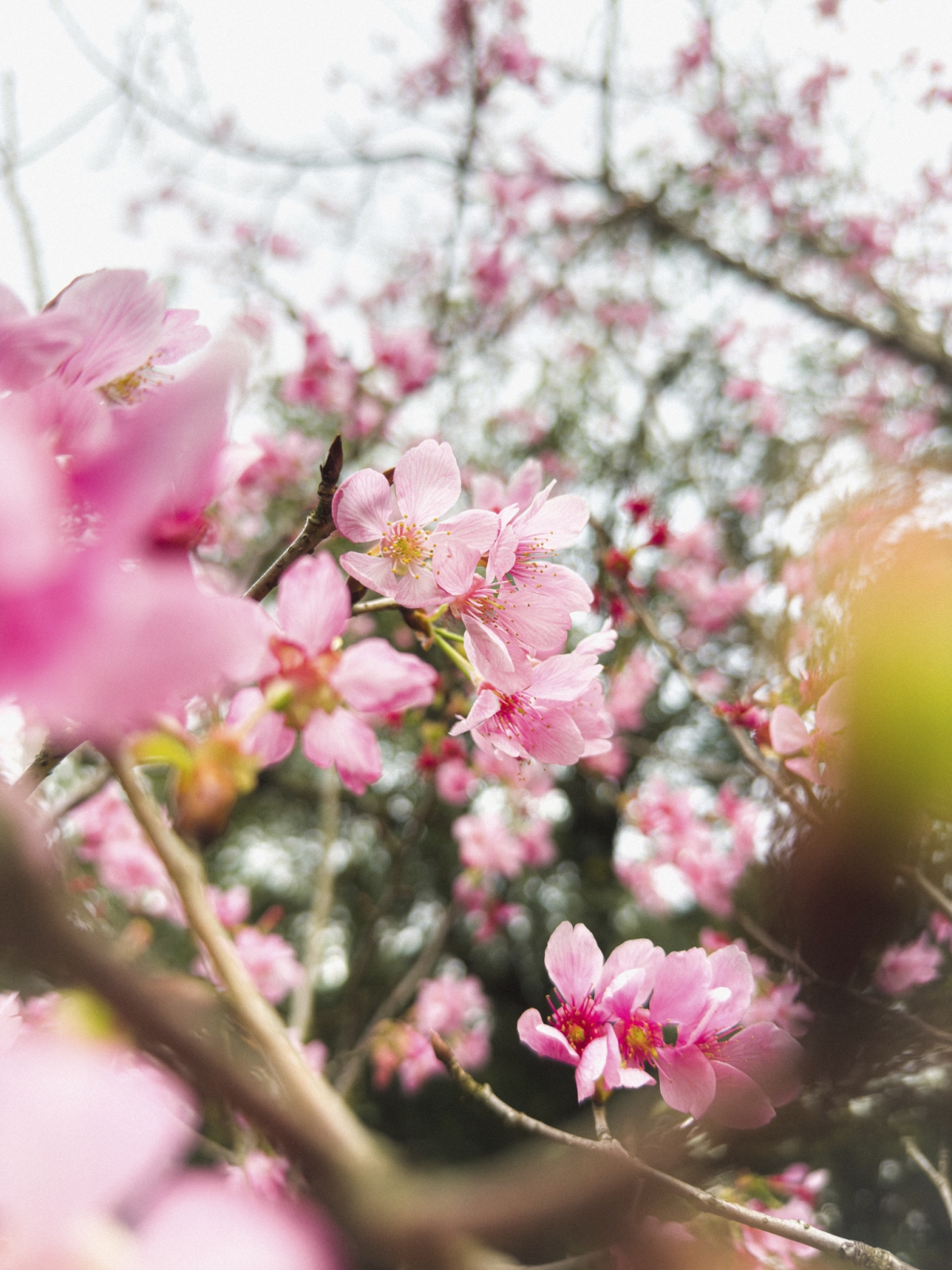 取景需要長時間的學習和練習，不妨就用 iPhone 14 Pro 的「望遠鏡頭」作最好的觀景窗