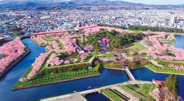 五稜郭塔的展望台可以拍到櫻花美景