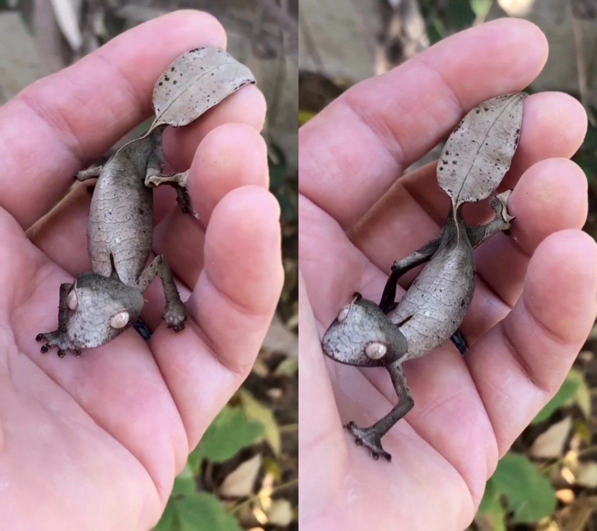 「角業尾壁虎」影片網路爆紅