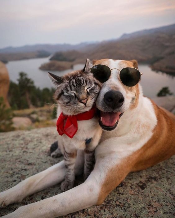 三重動物系人格心理測驗