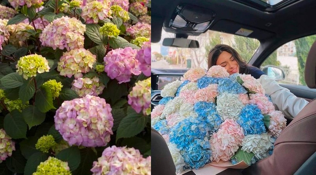 母親節花語:繡球花