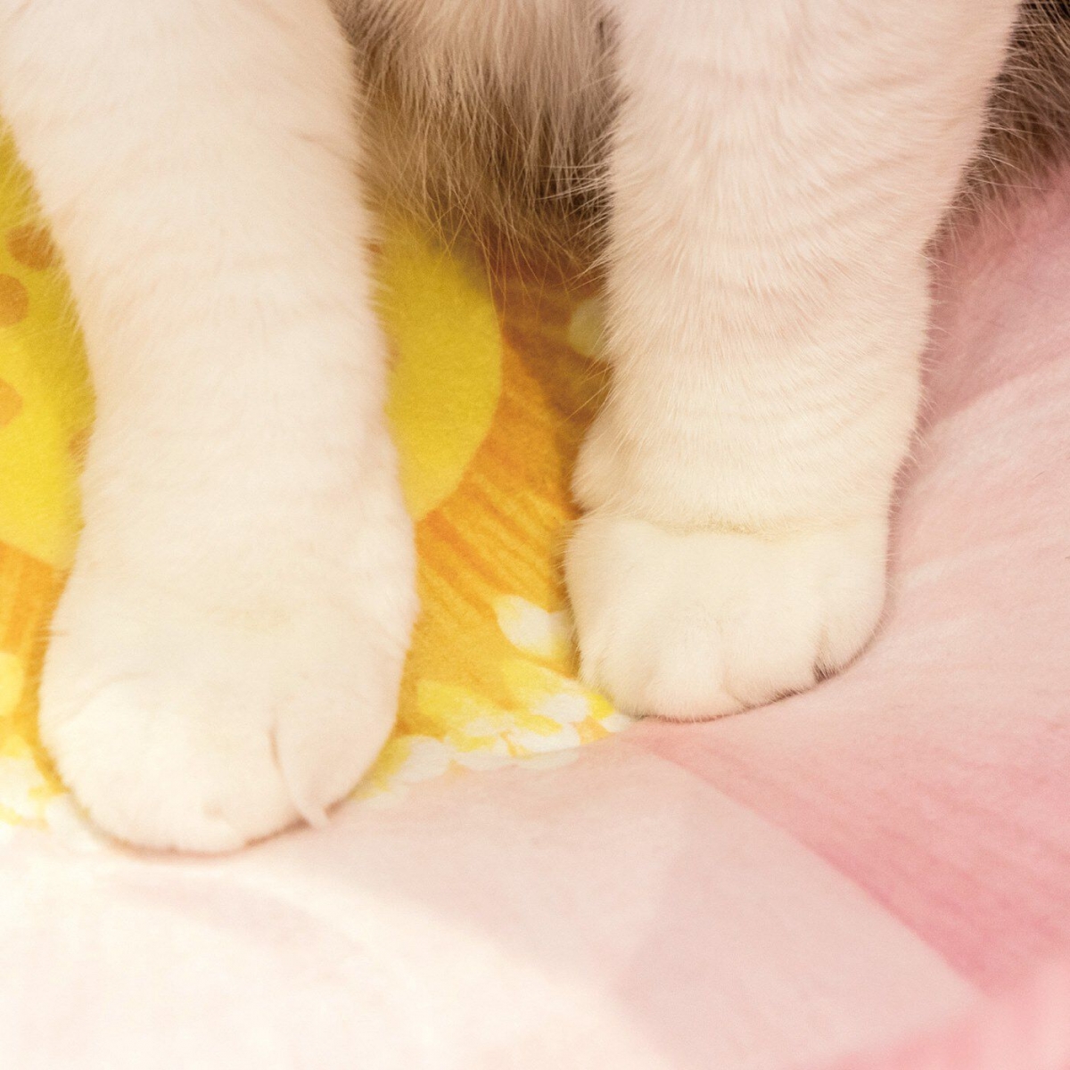 貓咪專用蓮花坐墊