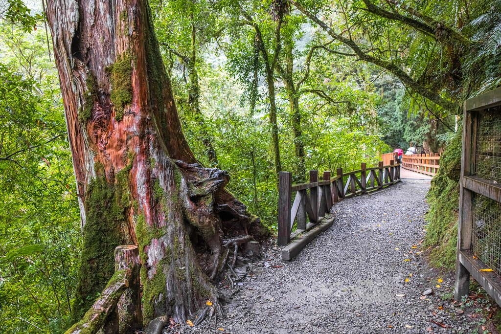 桃園 拉拉山神木群步道