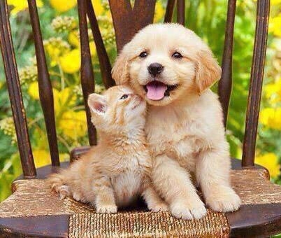 三重動物系人格心理測驗