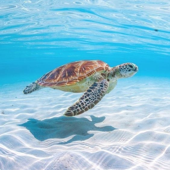 海龜湯題目推薦1：海龜湯