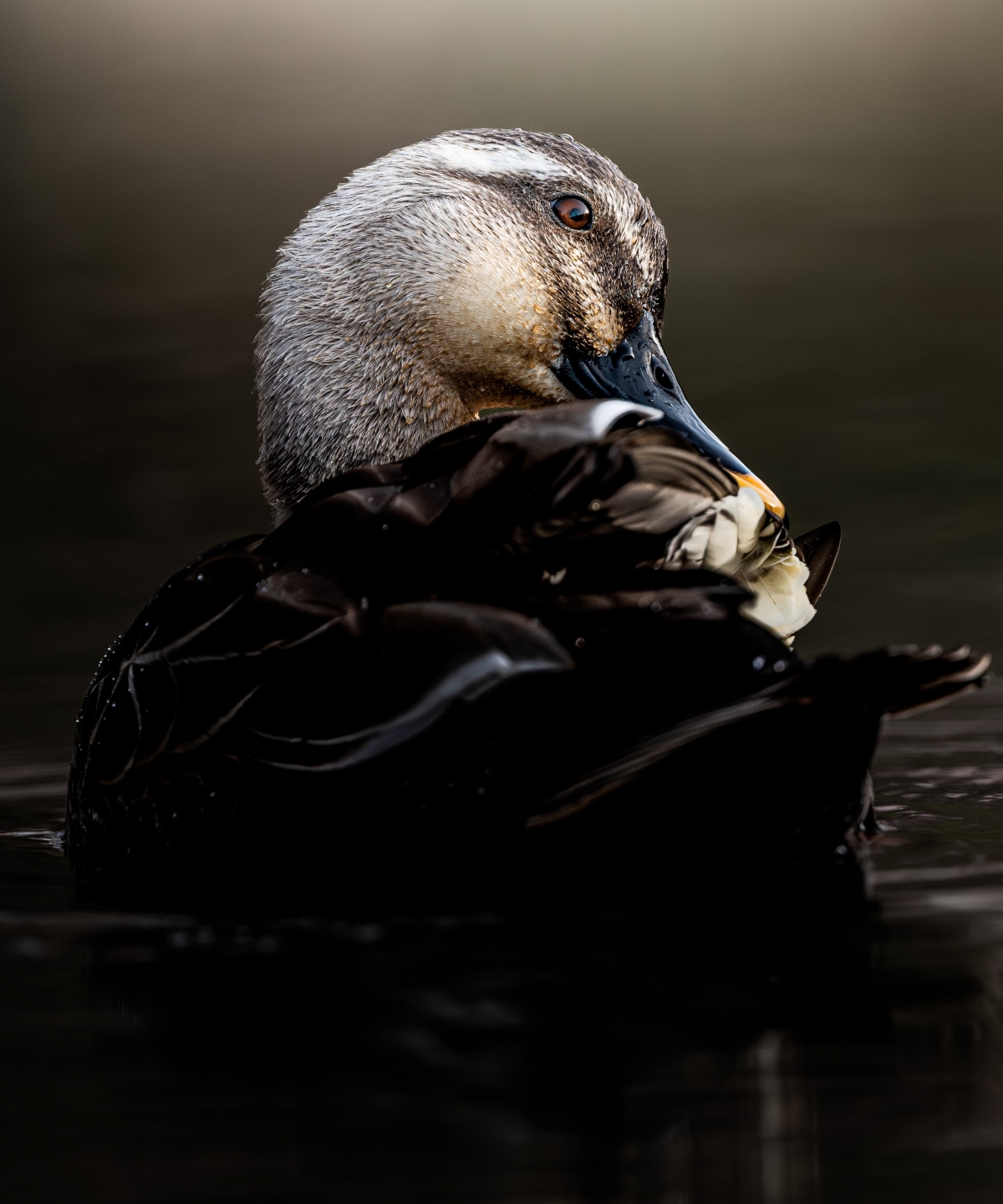推特話題:價值200萬的瞬間照