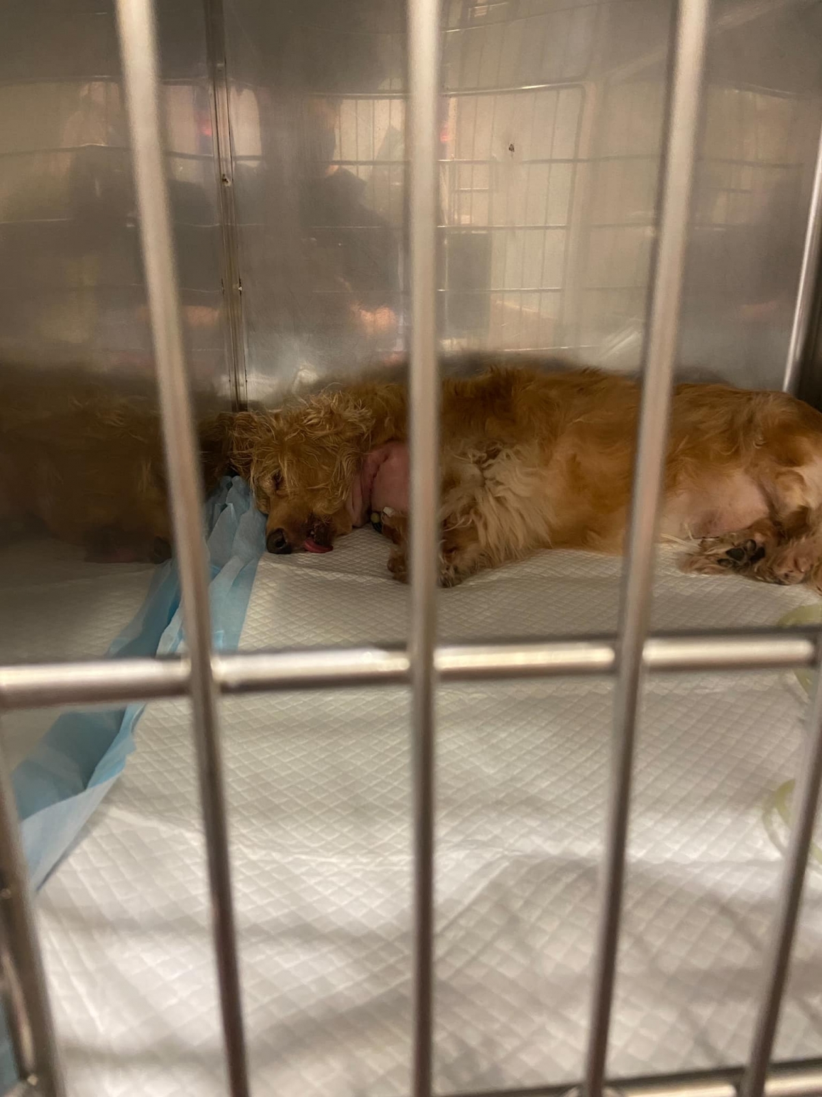 小甜甜遭前夫控虐狗