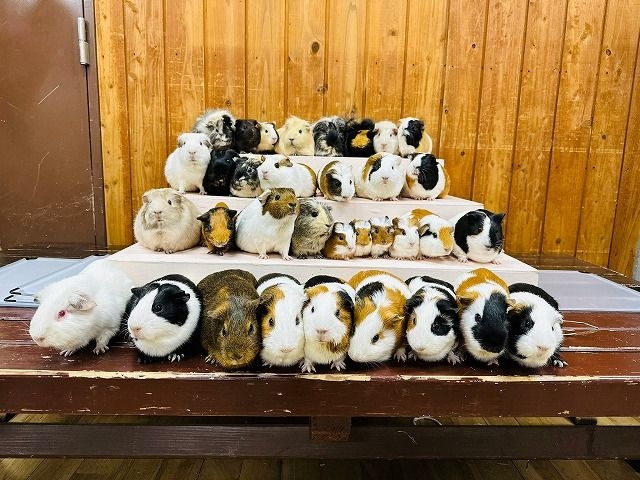 日本動物園舉辦「天竺鼠選拔比賽」,獲得最高人氣的7鼠將「組體」宣傳