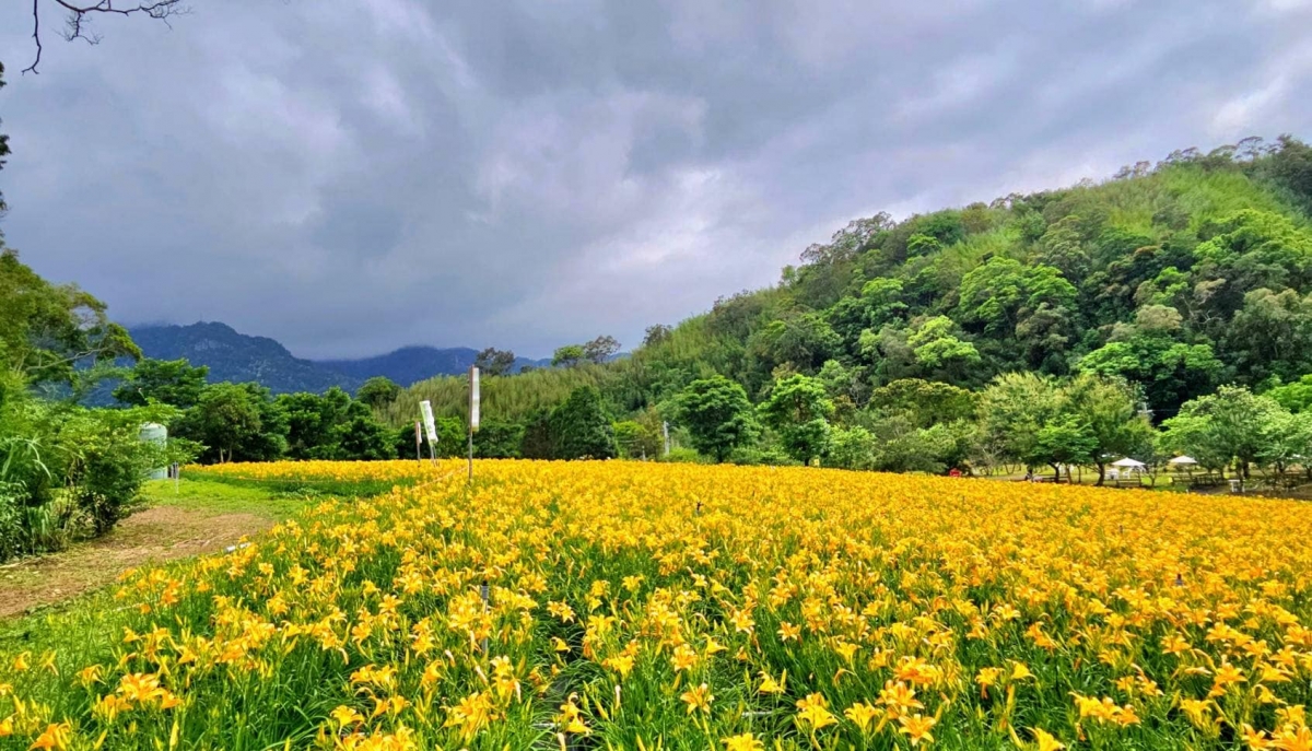 北台灣最大金針花海