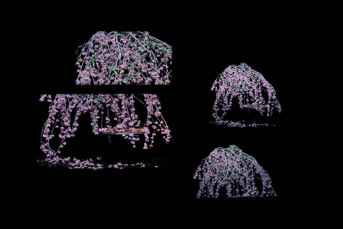 《東信展:繁花.時敘》:冰與花的結合「Iced Flowers」