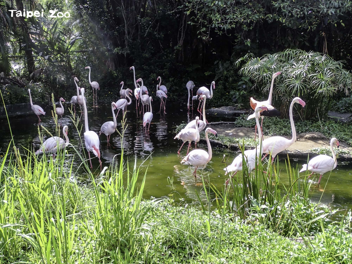 「門面擔當」大紅鶴回歸迎賓